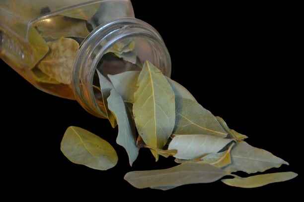 Bay leaves