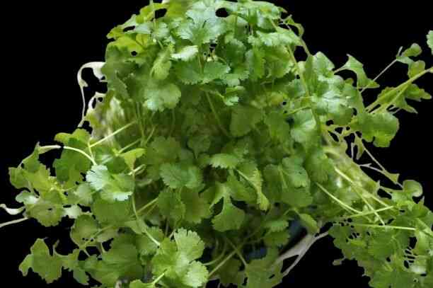 Coriander Leaves